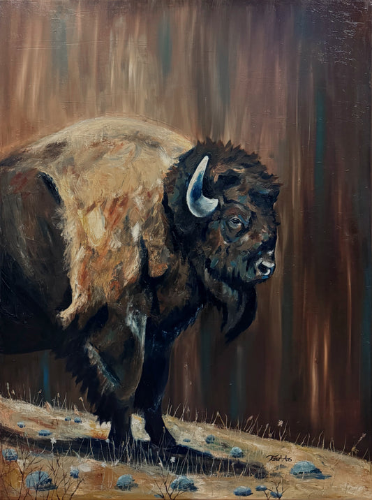 "Standing his Ground" Framed Buffalo Canvas Print